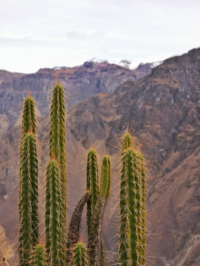 Cactus at Colca canyon, Peru