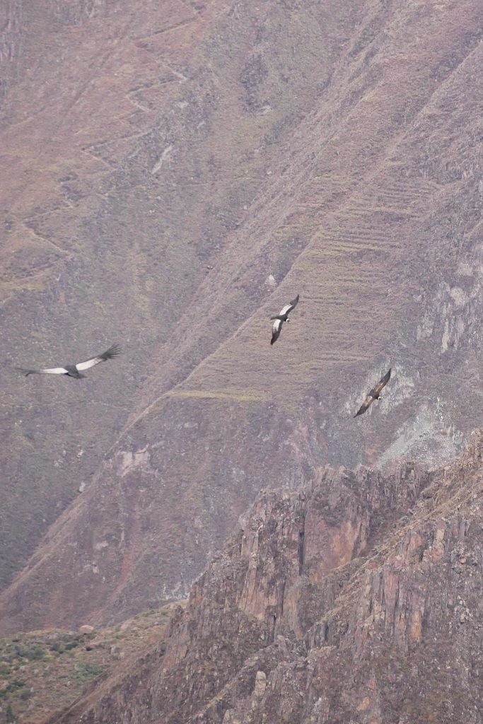 Three flying condors at Colca canyon, Peru