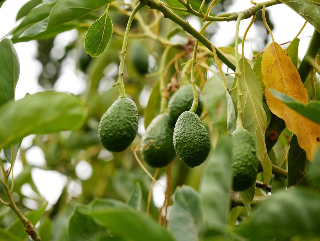 Avocados on a tree Colca canyon, Peru