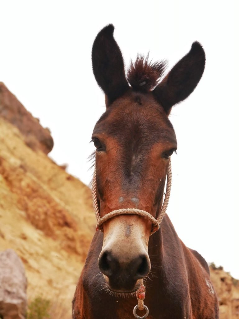 A donkey at Colca canyon, Peru