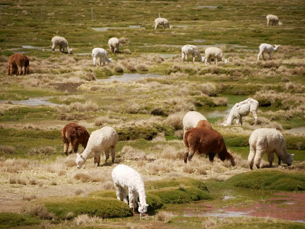 Alpacas in Peru