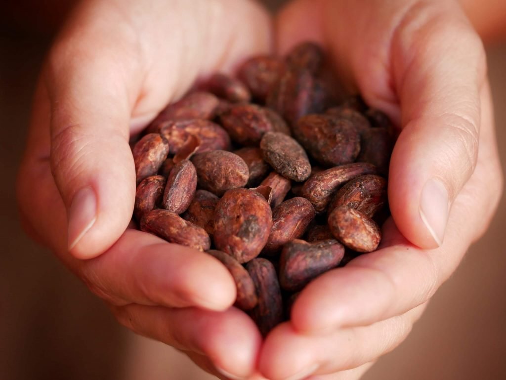 cocoa nibs in a hand