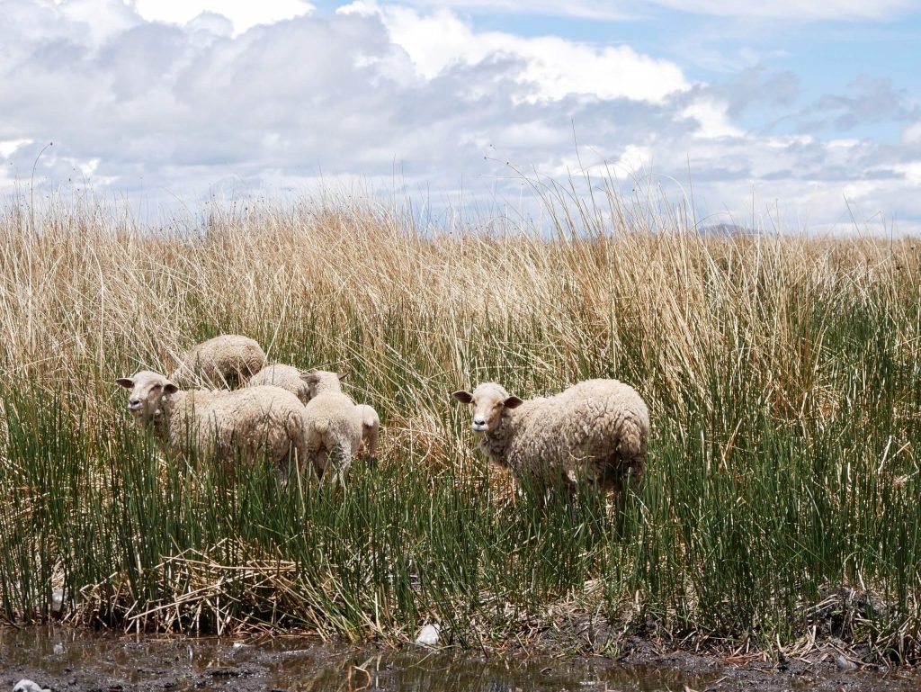 Sheeps in Totora reed on Lake Titticaca