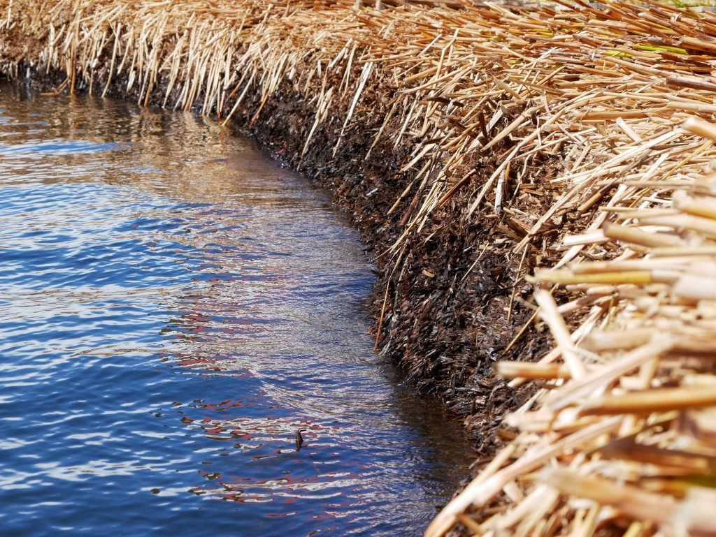 The reed of Uros island Totora