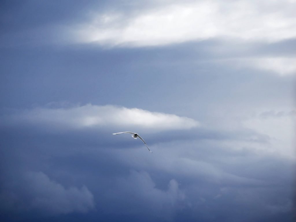 A bird over Lake Titticaca