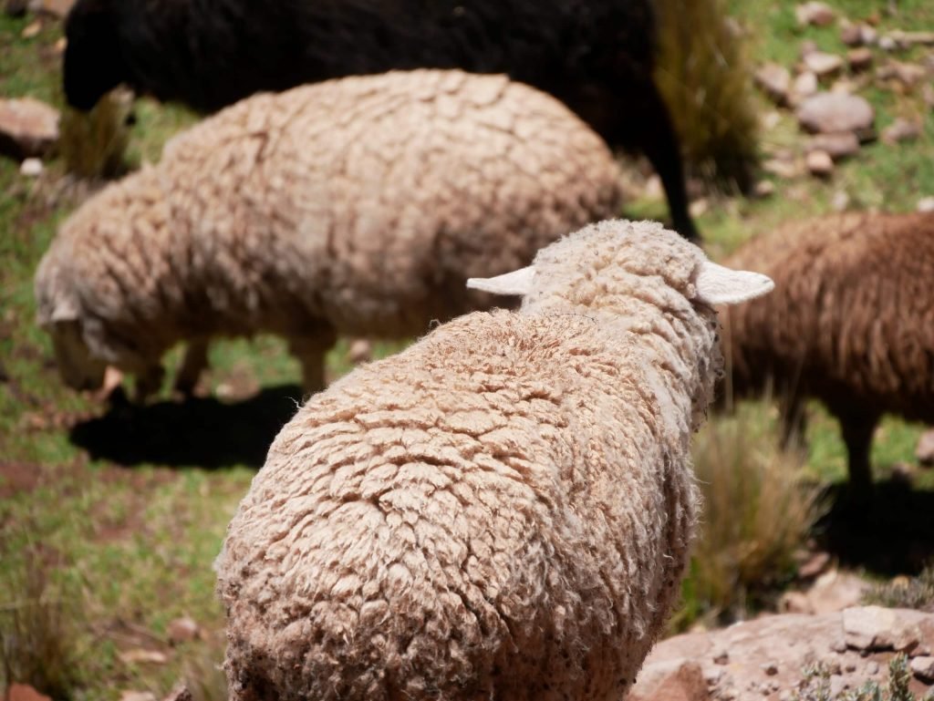 Sheeps on Taquile island