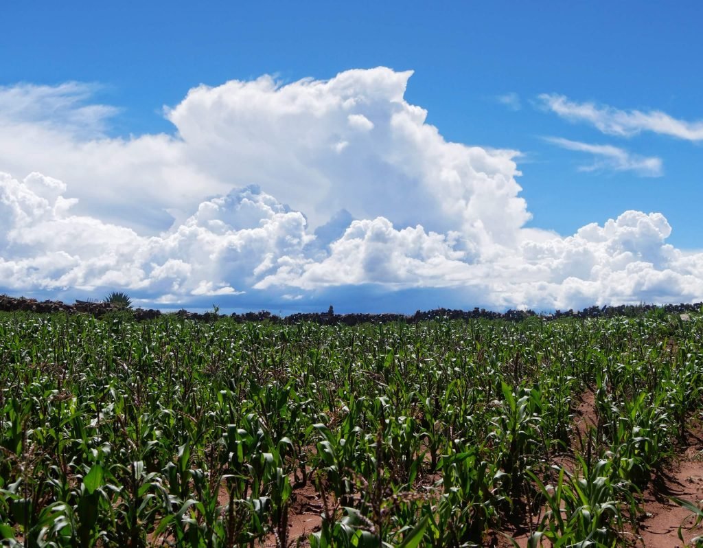 Corn field on Taquile island