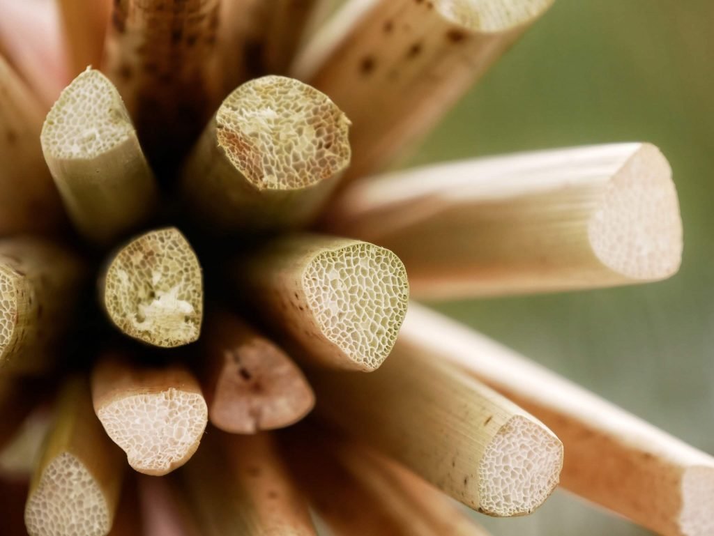 Macro picture of reed