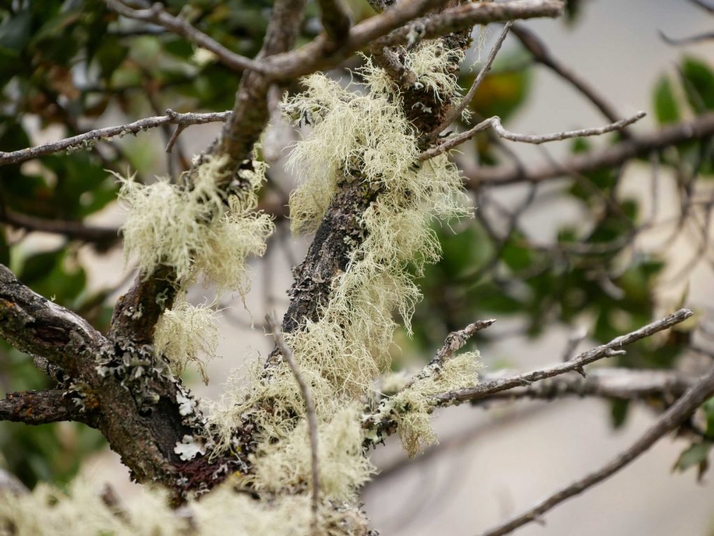 Moss on a branch near Laguna Humantay Peru