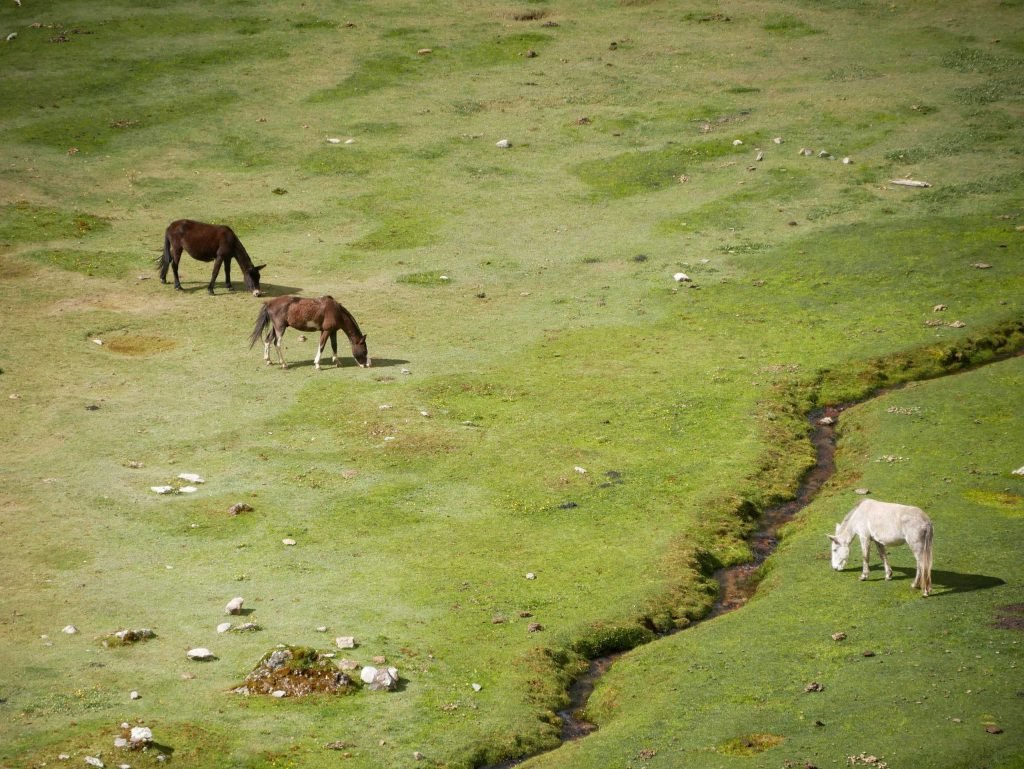 Horses eating grass in Peru