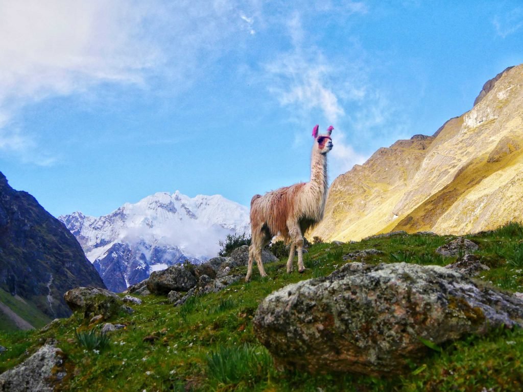 A lama standing in front of Salkantay mountain