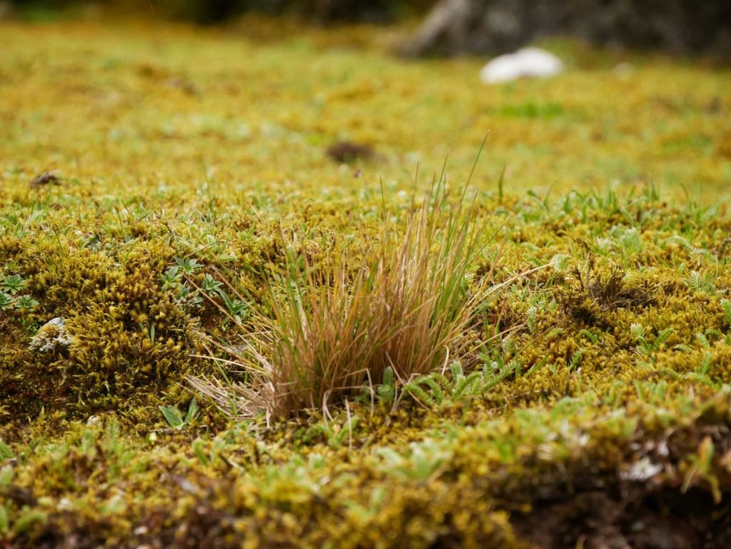 Grass in Peru