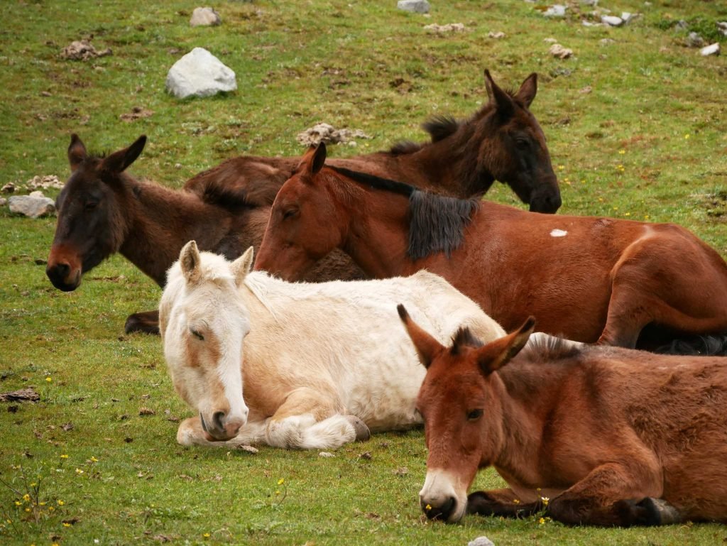 Horses resting at Salkantay Trek in Peru