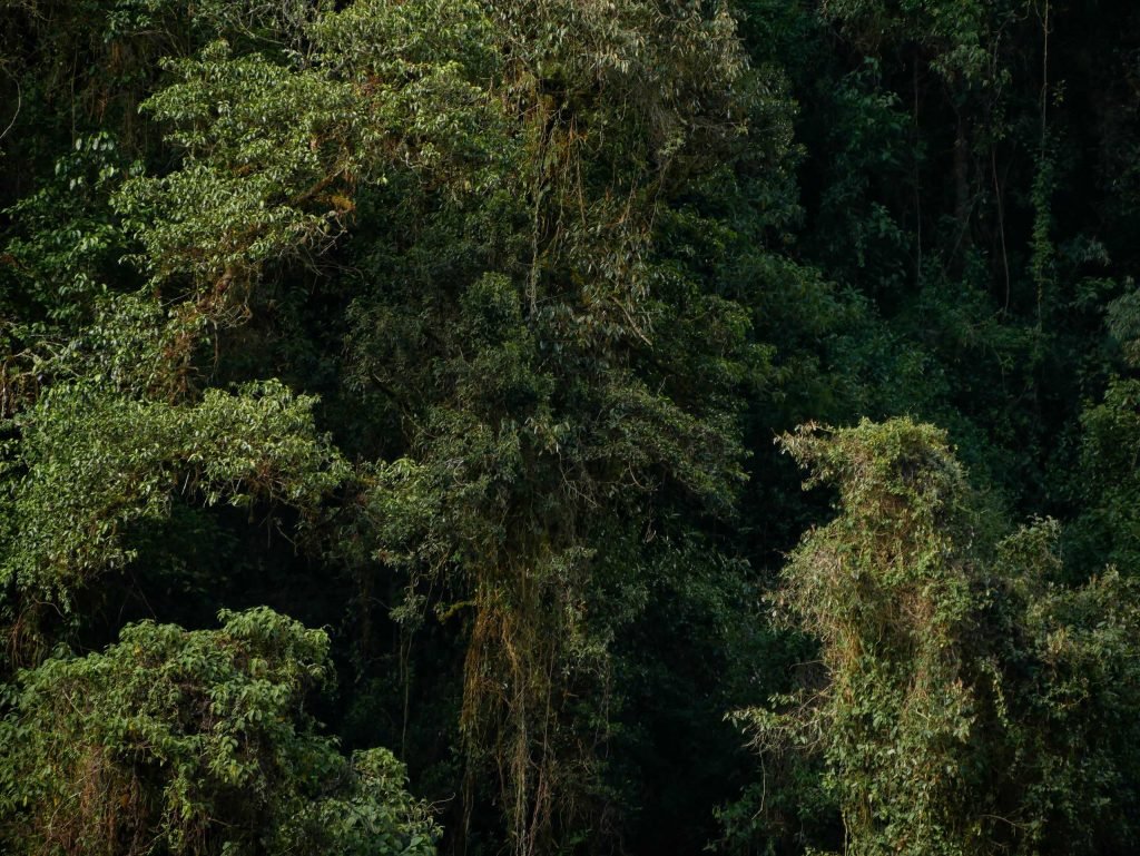 Dark Jungle in Peru