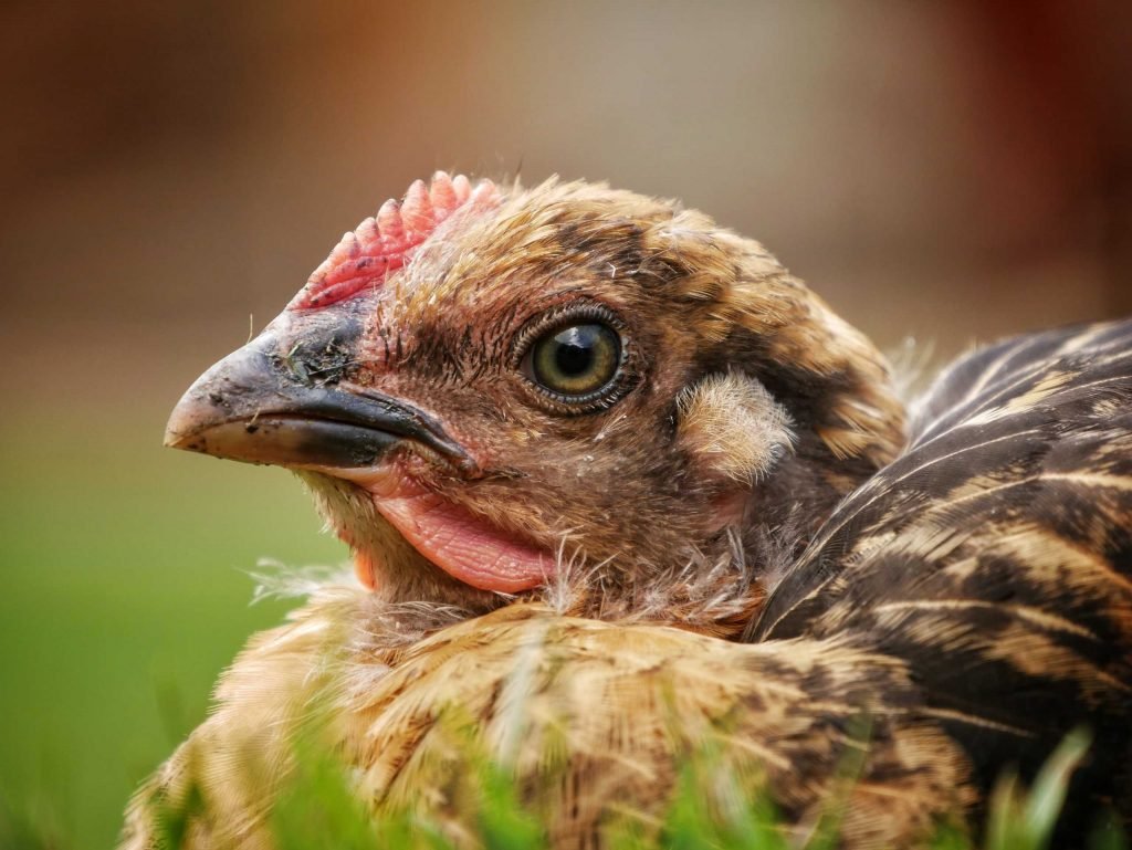 portait of a quail in Peru
