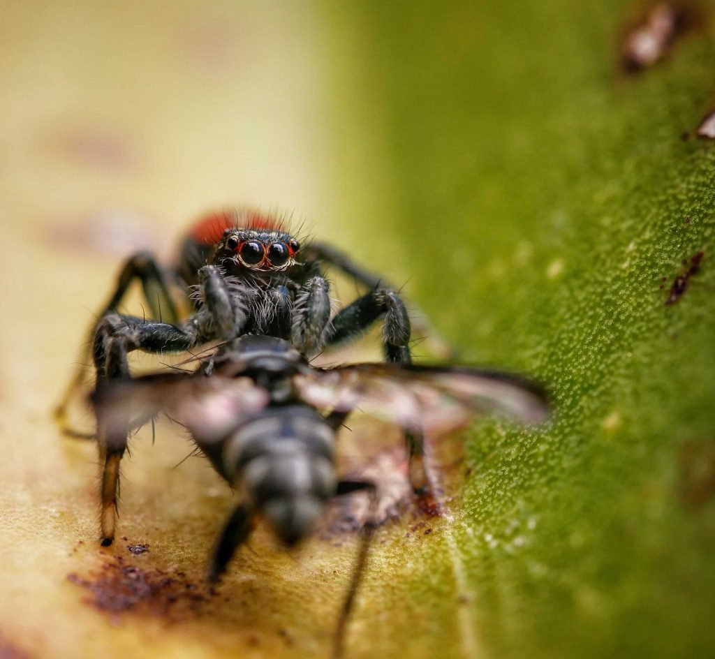 Spider eating fly in Peru macro
