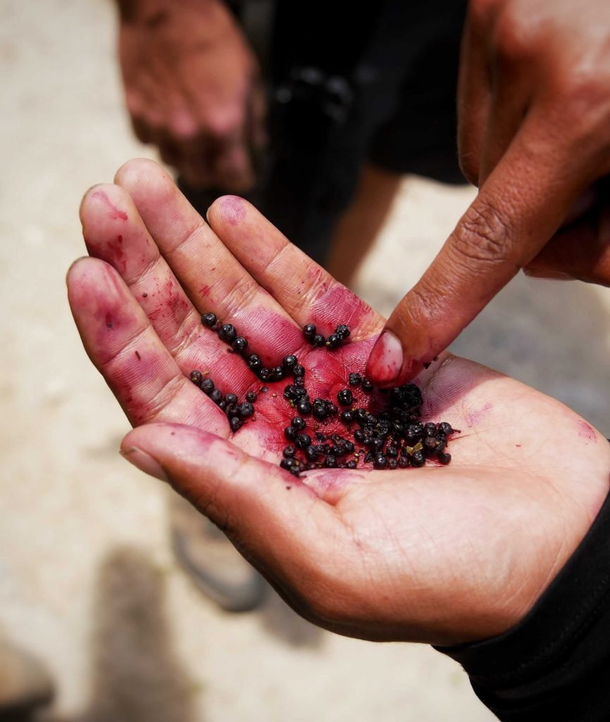 red incan berries in an hand