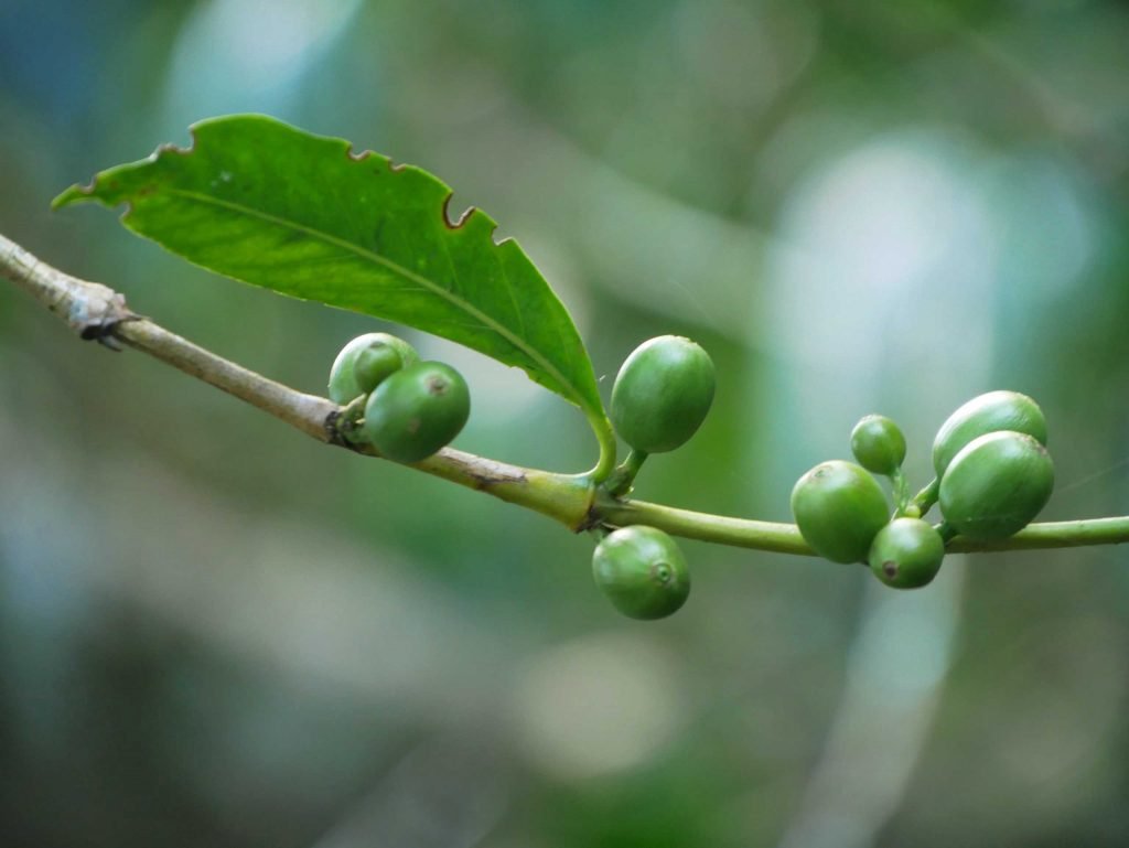 fresh coffee beans on a branch macro in Peru peruvian