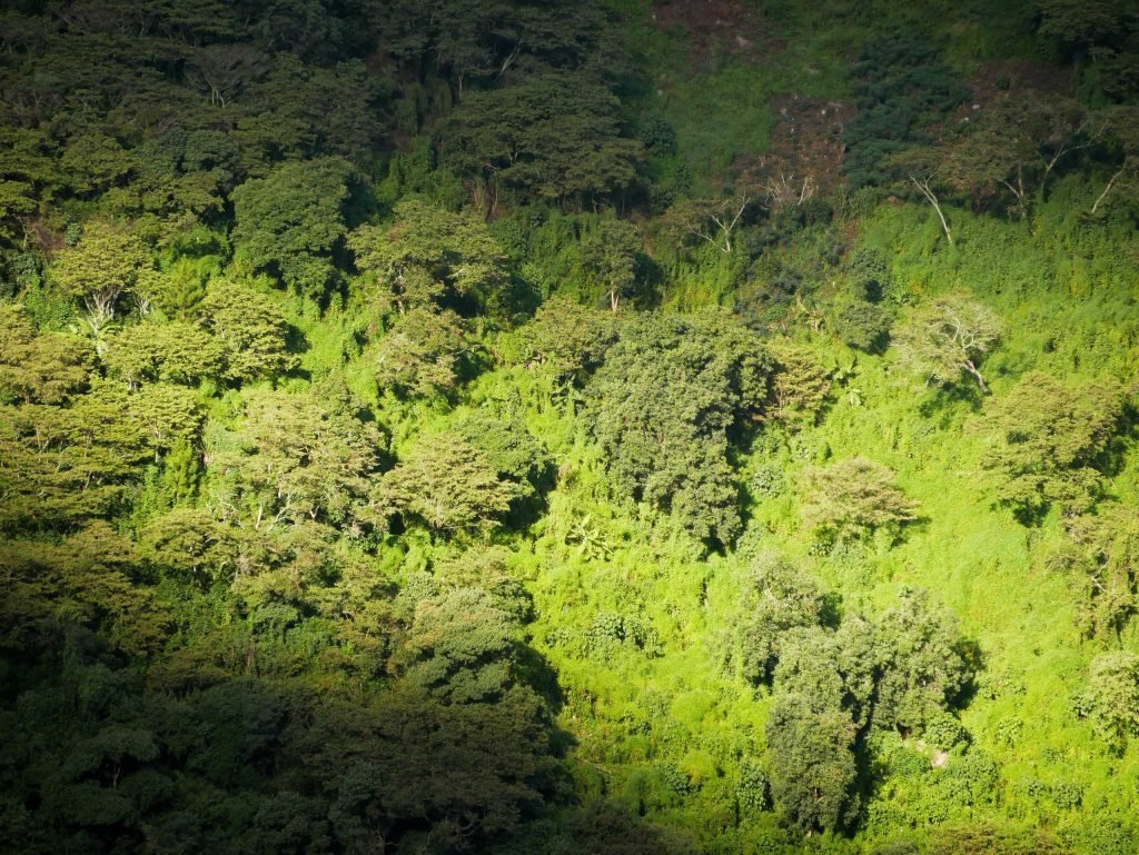 Sunny and shade jungle in Peru