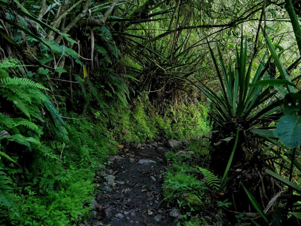Jungle path in Peru during Salkantay Trek