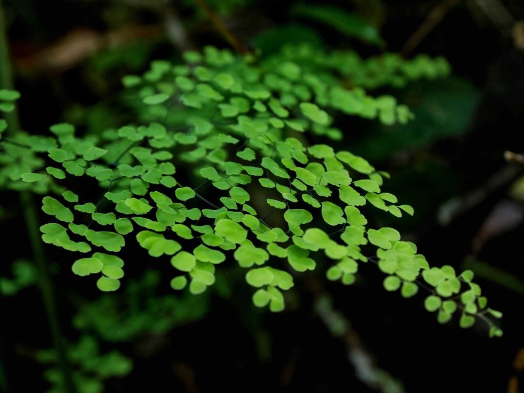 Green jungle plants in Peru during Salkantay Trek
