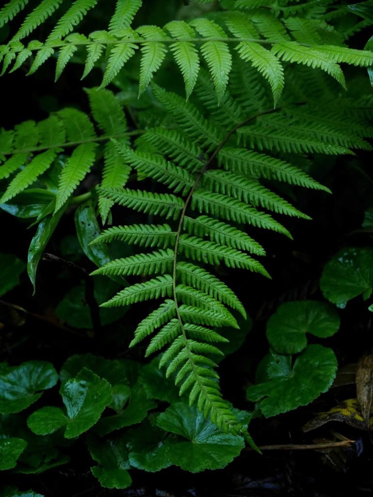 Green jungle plants in Peru during Salkantay Trek