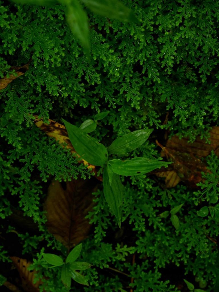 Green jungle plants in Peru during Salkantay Trek