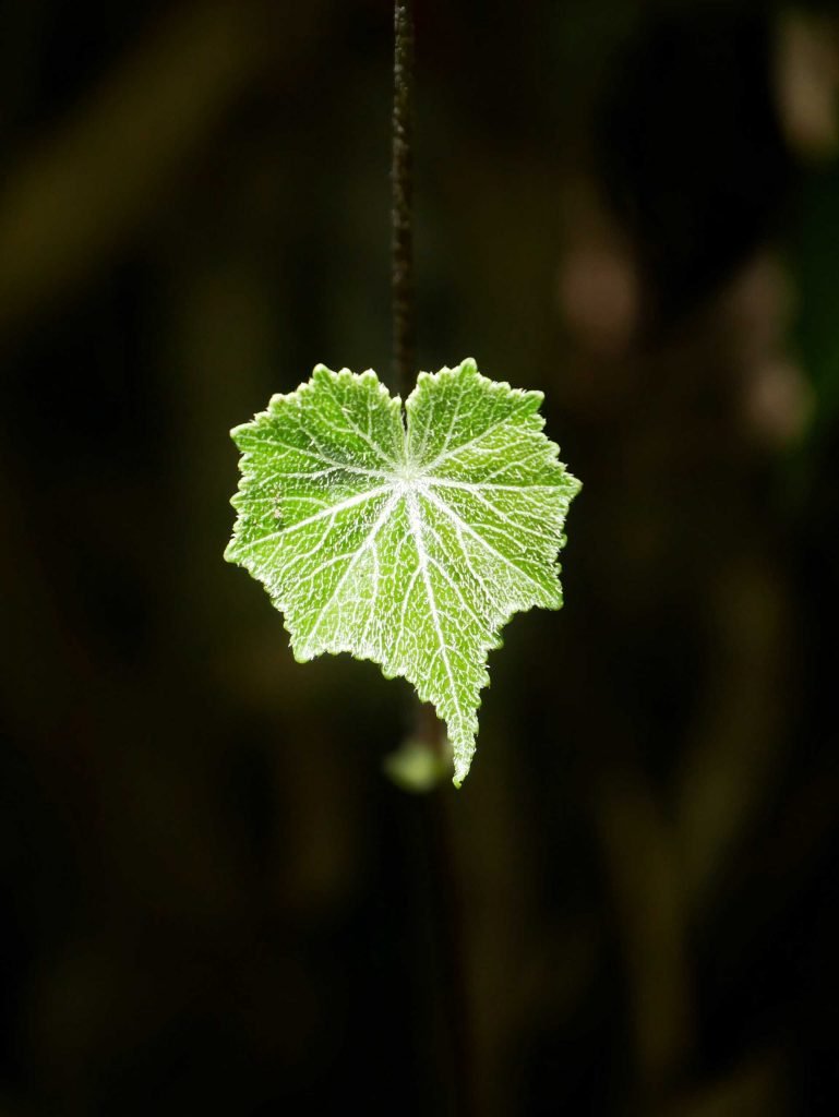 a sunny leaf in the shadow during Salkantay Trek
