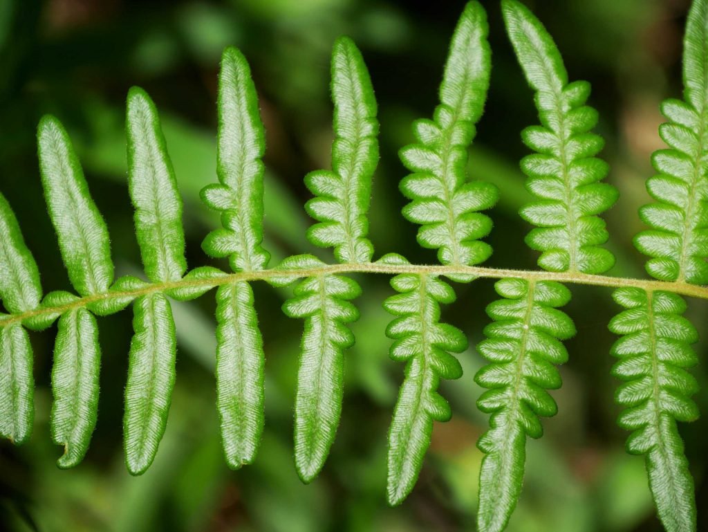 young fern developing leaves