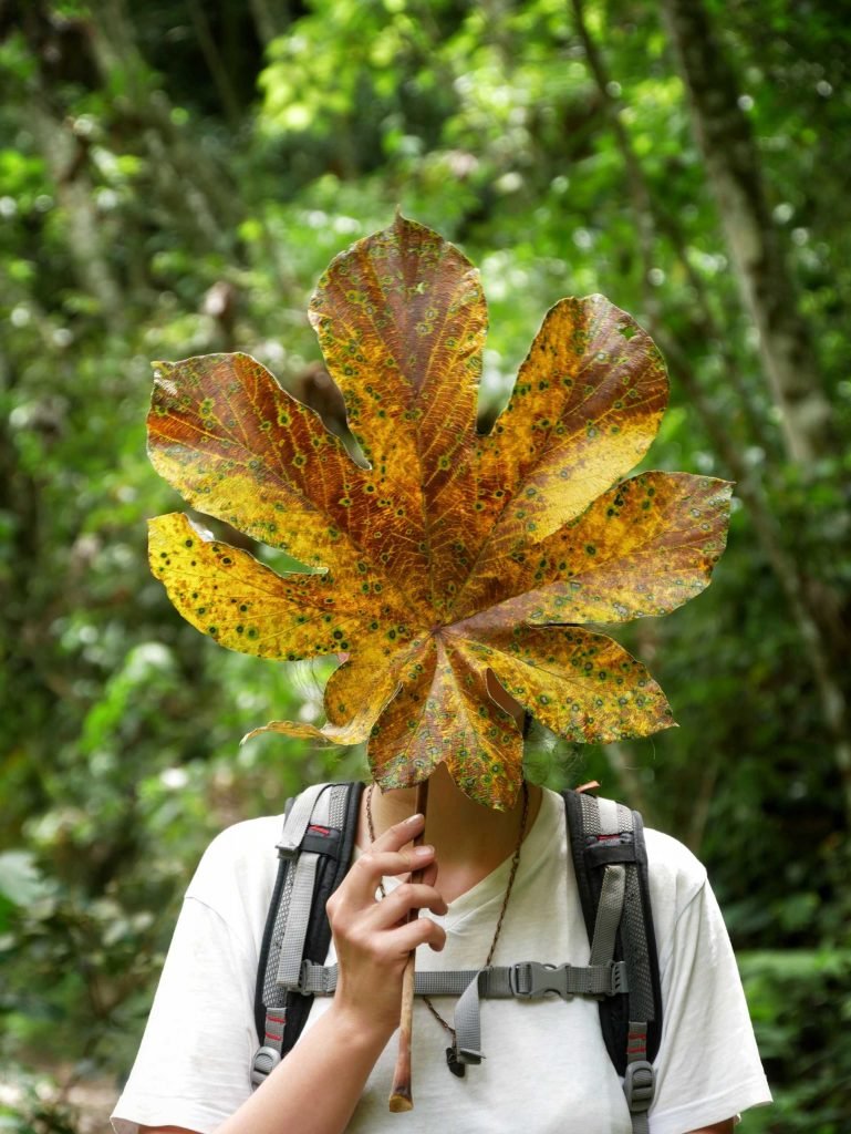 girl holding a big leaf in front of her face