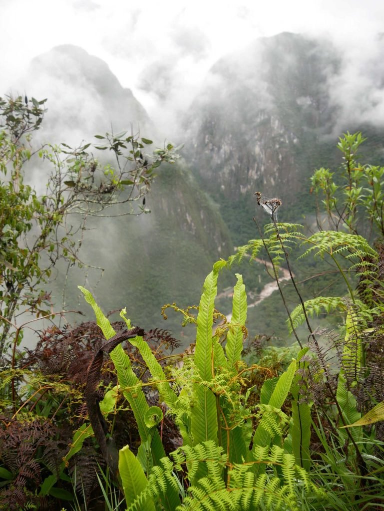 fresh green at Huayna Picchu