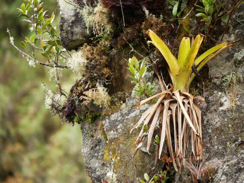 Plants at Huayna Picchu