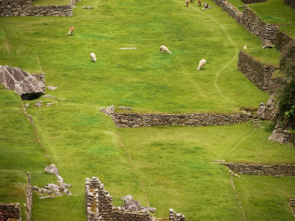 Lamas grazing at Machu Picchu