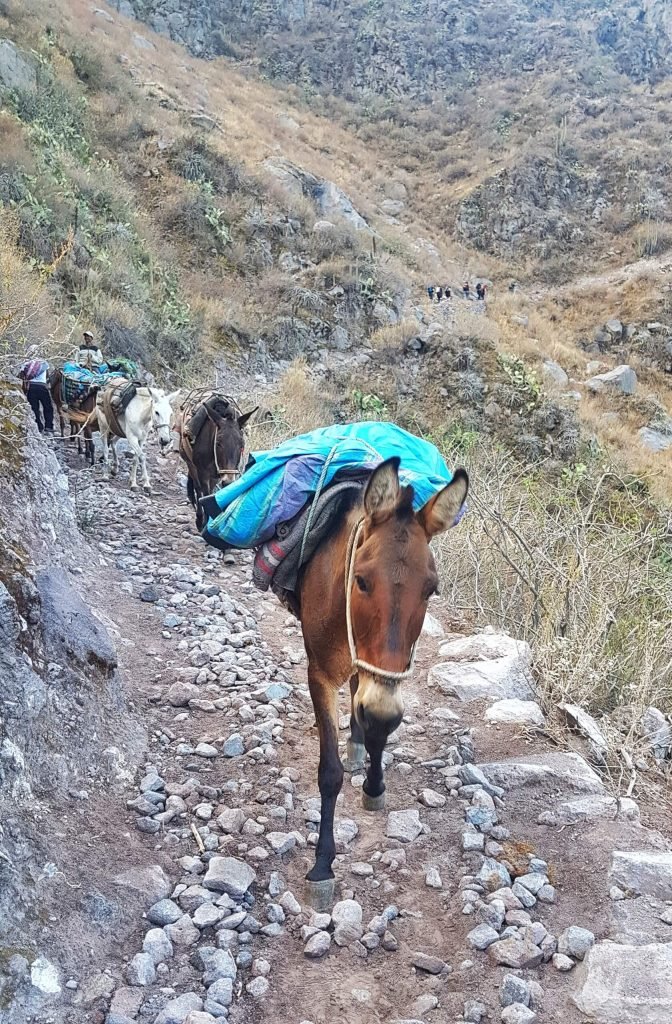 A donkey at colca canyon, peru