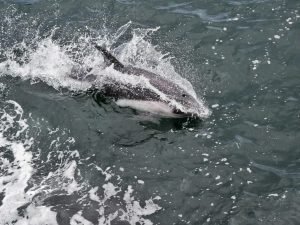 A dolphin jumping on the way to Isla Magdalena, Chile