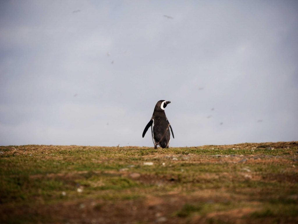 lonely magellanic penguin on isla magdalena looking into the sky