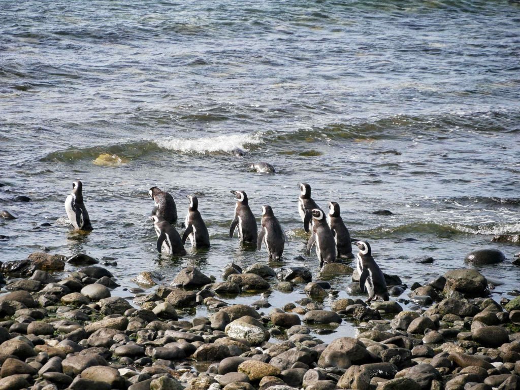 a group Magellanic penguin walking into the water of isla magdalena