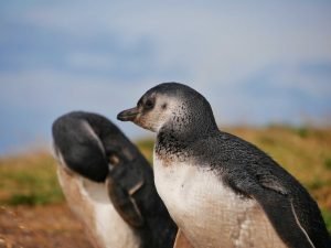 two young Magellanic penguin