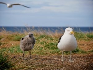 a grown seagull and her chick on isla magdalena chile