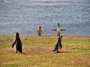 Magellanic penguin spreading wings on isla magdalena