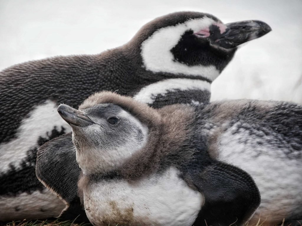 two young Magellanic penguin laying