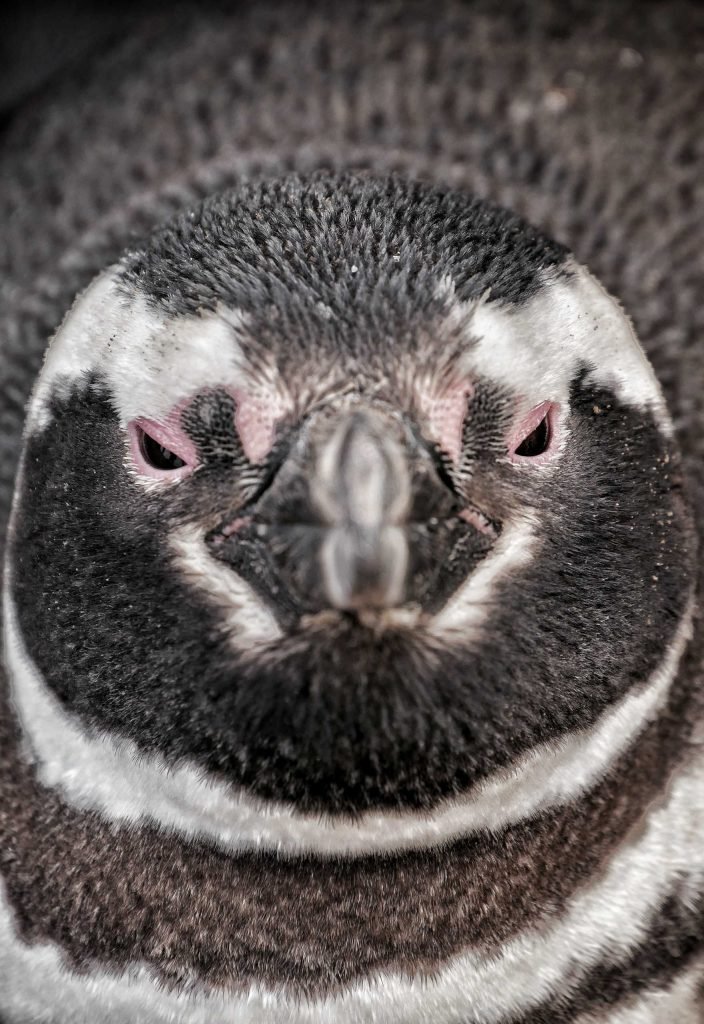 close portrait of Magellanic penguin
