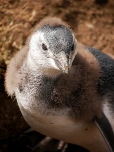 a young Magellanic penguin on Isla Magdalena with funny baby hair feather