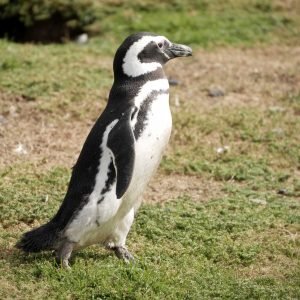 a Magellanic penguin walking