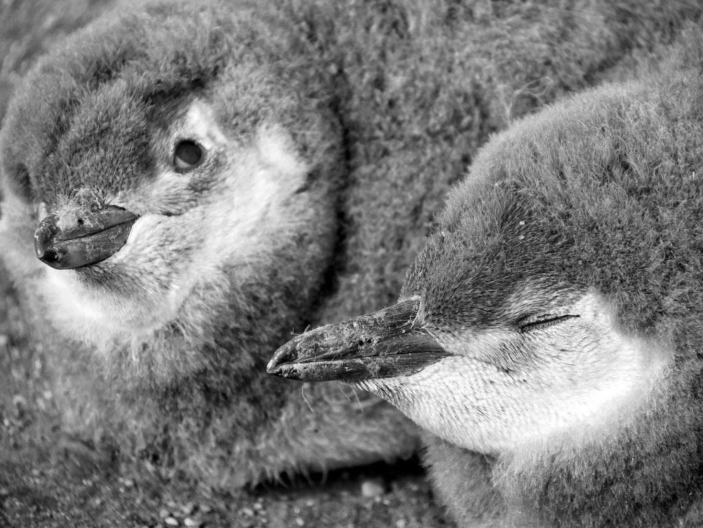 two baby Magellanic penguin chicks in black white