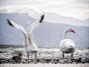 goose spreading wings at pacific coast of Puerto Natales