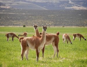 two guanacos near torres del paine watching llama alpaca