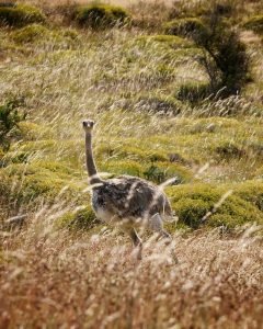nandu bird near torres del paine