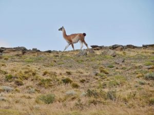 guanaco walking on mountain range