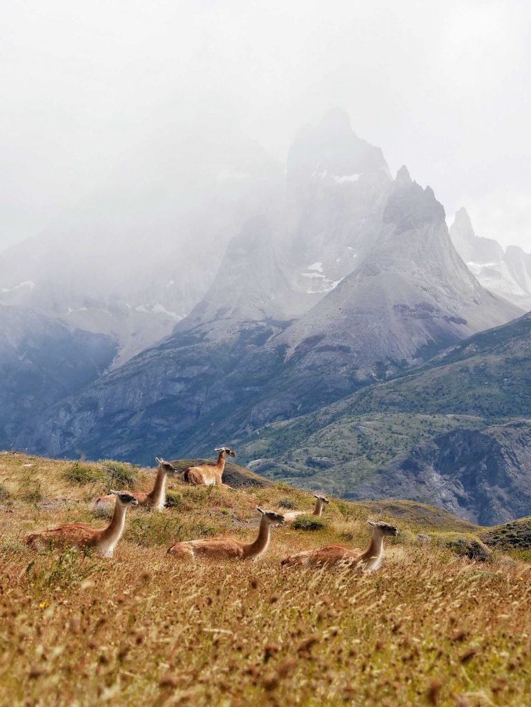 herd of guanacos in torres del paine Patagonia